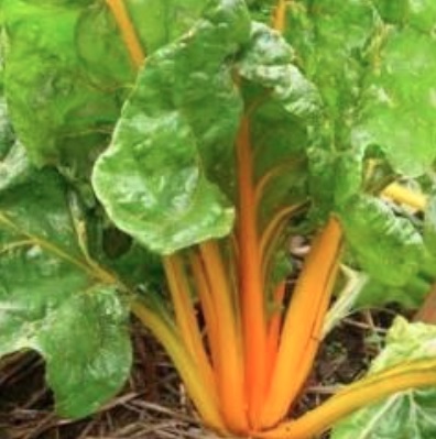 Swiss Chard Golden