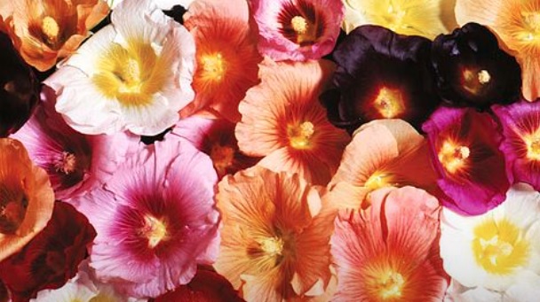 Alcea, Antwerp Hollyhock, Figleaf Hollyhock Antwerp Mixed