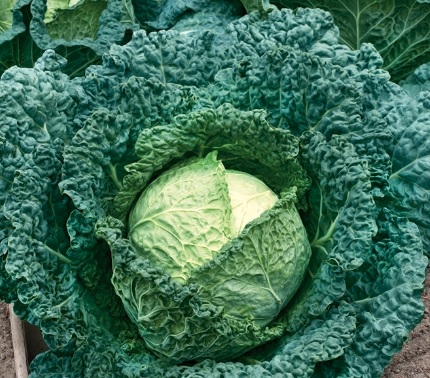Cabbage, Savoy Vertus 2
