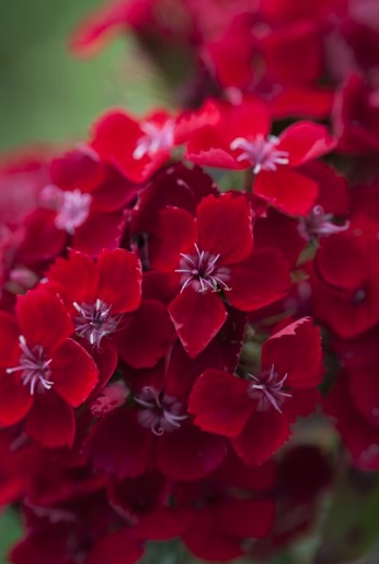 Dianthus, Sweet William Scarlet Beauty
