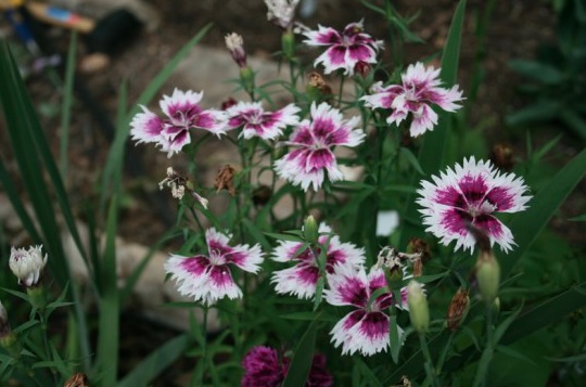 Dianthus, China Pinks Edwardiana
