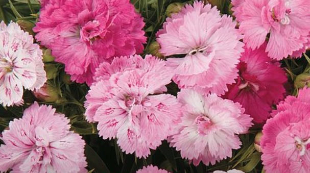 Dianthus, Garden Pinks Dynasty Pink Magic