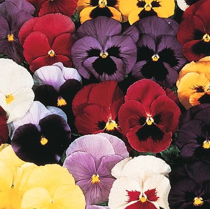 Viola, Garden Pansy, Pansy Mello 21