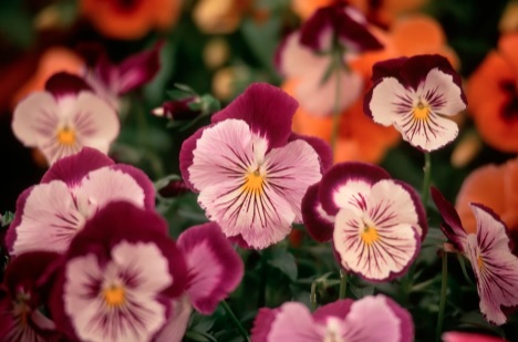 Viola, Garden Pansy, Pansy Cats