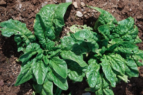 Spinach Regal