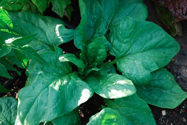 Spinach Teton