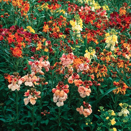 Erysimum, Common Wallflower, English Wallflower My Fair Lady