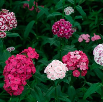 Dianthus, Sweet William Summer Sundae