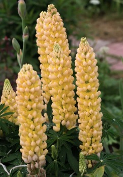Lupinus, Russell Lupin, Russell Lupine Band of Nobles Mixed