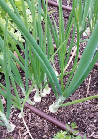 Allium, Garden Onion, Pearl Onion Pacific Pearl