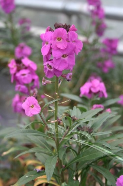 Erysimum, Perennial Wallflower Winter Joy