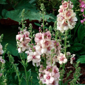 Verbascum, Hybrid Mullein, Ornamental Mullein Blushing Bride