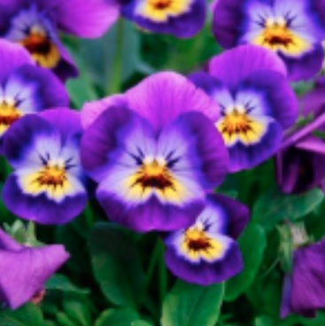 Viola, Garden Pansy, Pansy Brunig