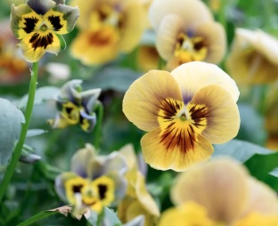Viola, Garden Pansy, Pansy Envy