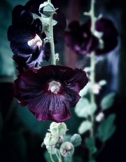 Alcea, Common Hollyhock, Garden Hollyhock Black Magic