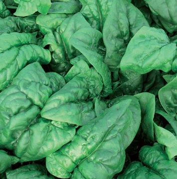 Spinach Spargo