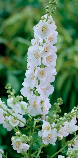 Verbascum, Hybrid Mullein, Ornamental Mullein Roman Candles Mix