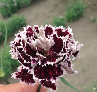 Dianthus, China Pinks Chianti