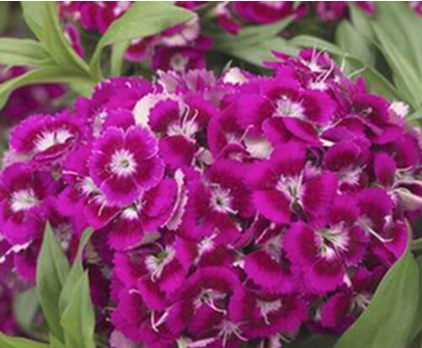 Dianthus, Dwarf Sweet William Barbarini Purple