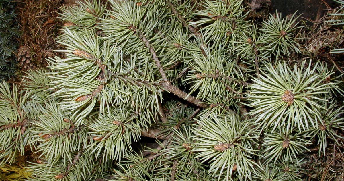 Scots Pine, European Redwood, Scotch Pine Nisbets Gem