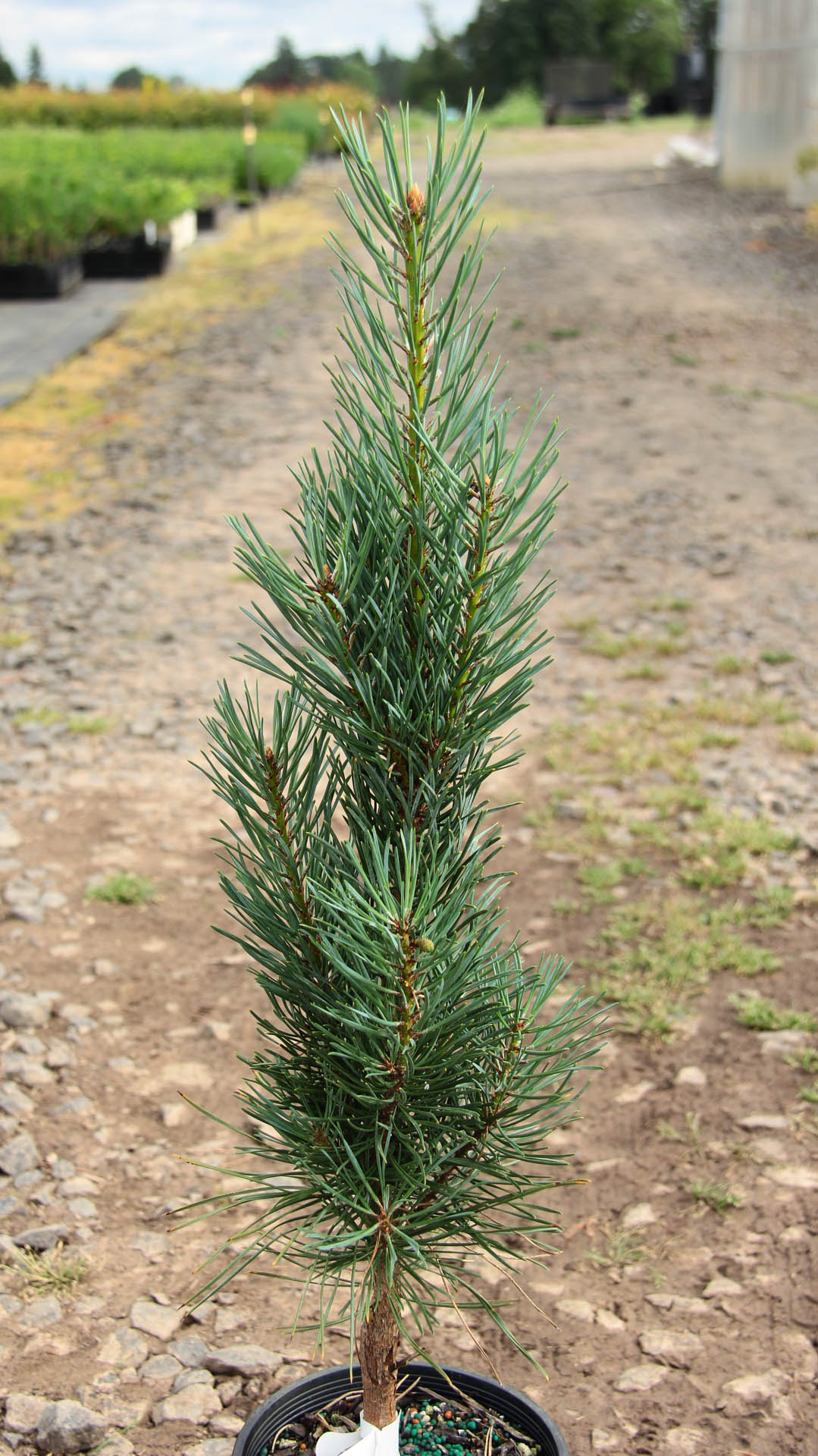 Scots Pine, European Redwood, Scotch Pine Spaans Slow Column