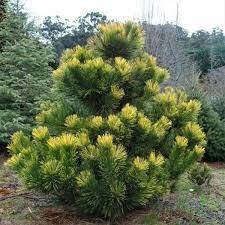 Japanese Black Pine 'Ogon'