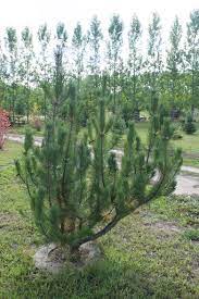 Mountain Pine