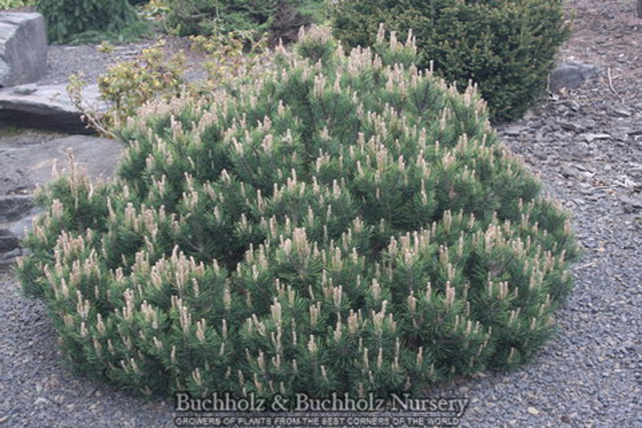 Mountain Pine Silver Candles