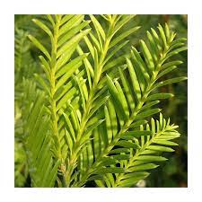 Sequoia, Coast Redwood Silbas Golden