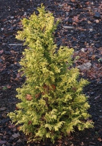 Hinoki False Cypress Golden Filament