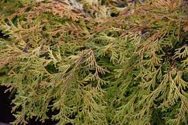 Hinoki False Cypress Kamarachiba