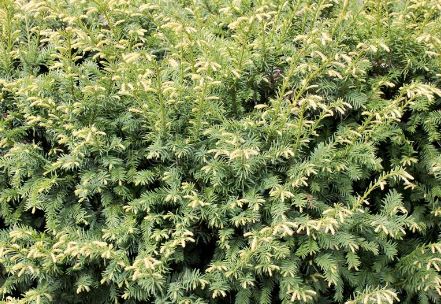 Yew, English Yew Elegantissima
