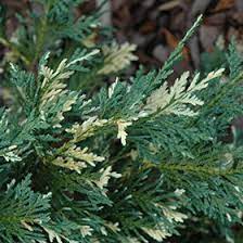 Alaska Cedar, Nootka False Cypress, Nootka Cypress Sparkling Arrow