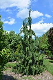 Alaska Cedar, Nootka False Cypress, Nootka Cypress Jubilee