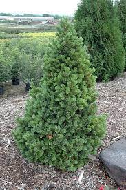 Bristlecone Pine Sherwood Compact