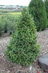 Bristlecone Pine 'Sherwood Compact'