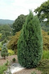 Lawson False Cypress, Port Orford Cedar 'Allumii White Spot'