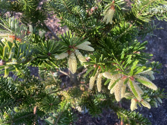 Japanese Fir, Momi Fir Golden Hue