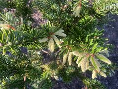 Japanese Fir, Momi Fir 'Golden Hue'