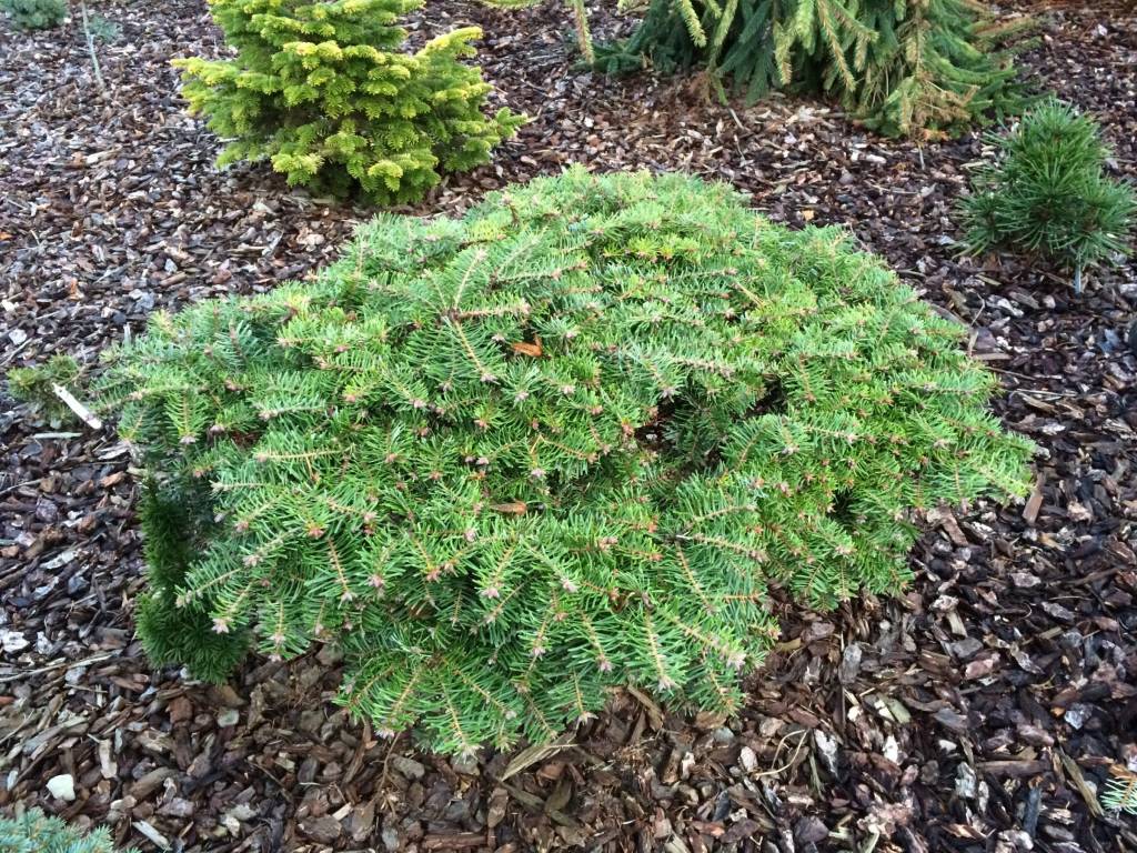 Grand Fir Lounovice