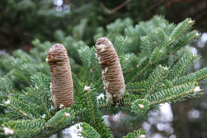 Nikko Fir Variegated