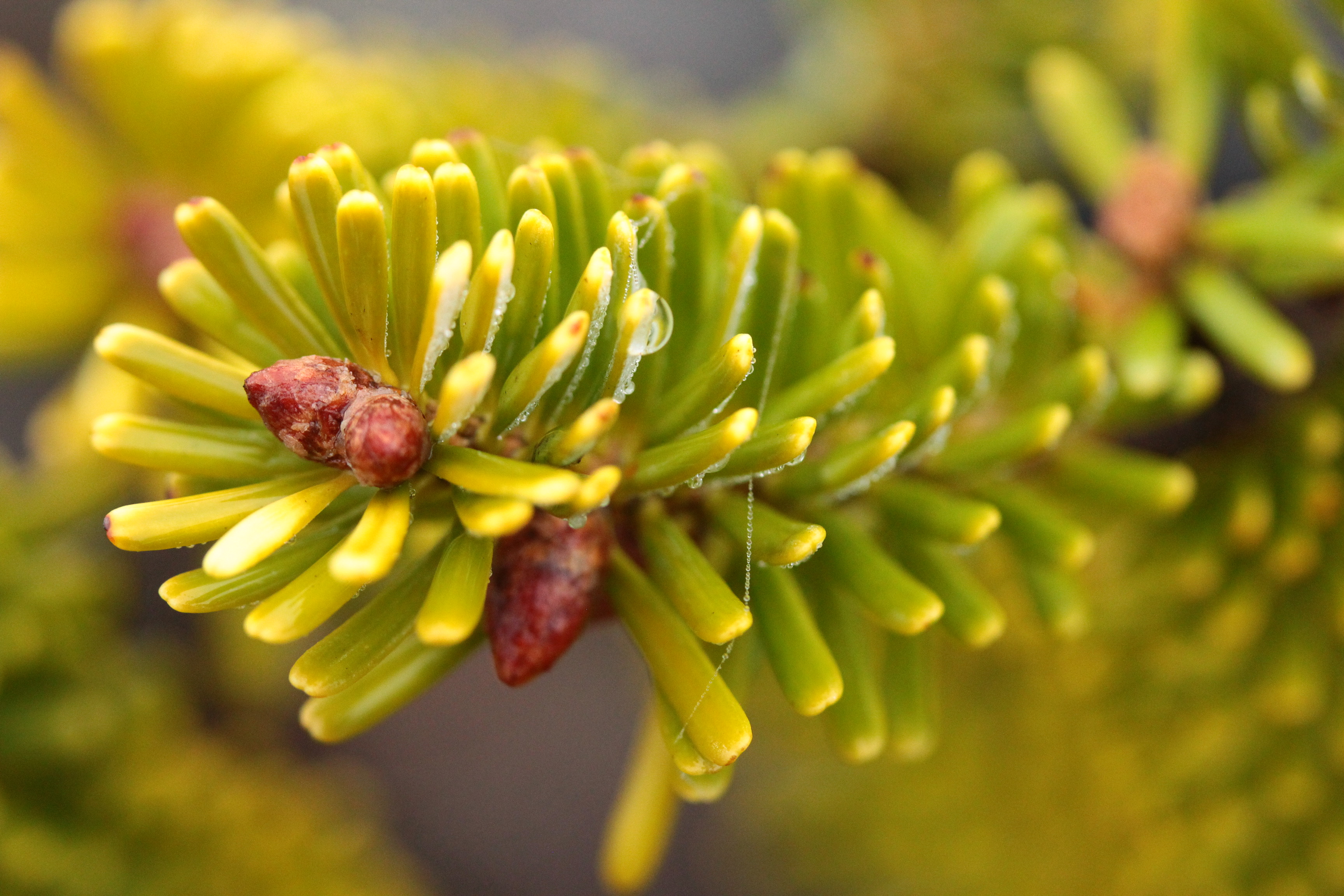 Nikko Fir Winter Gold