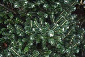 Korean Fir Alpine Star
