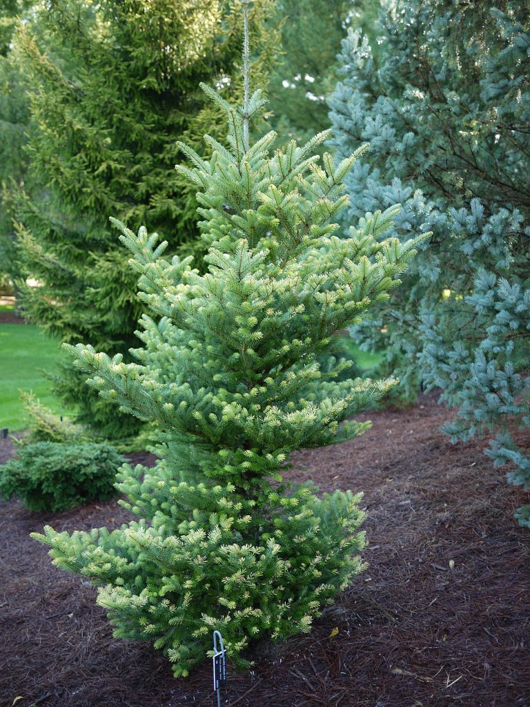 Golden Korean Fir Golden Beskid