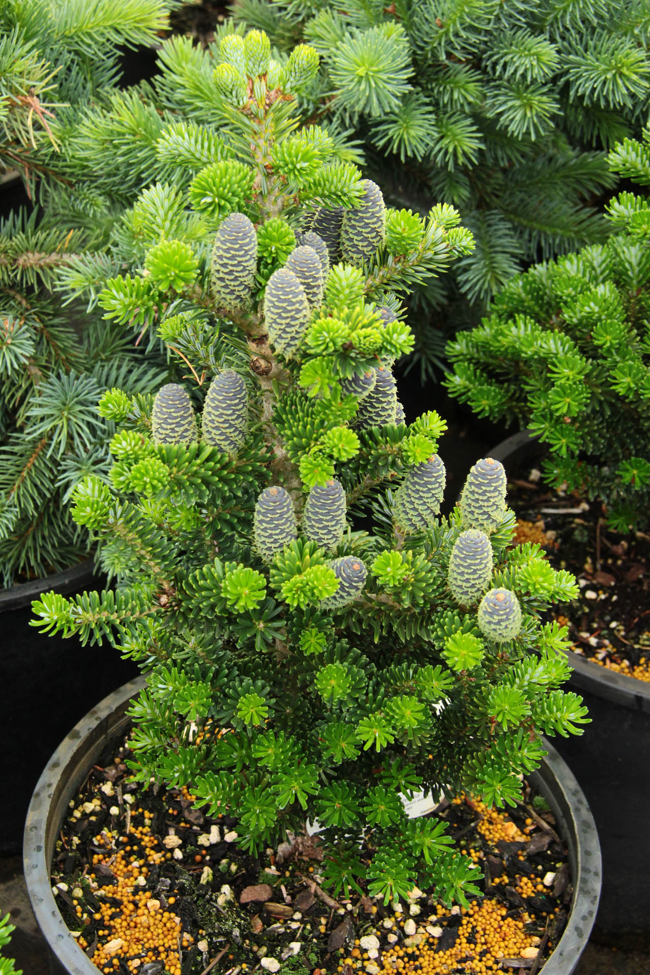 Korean Fir Black Prince