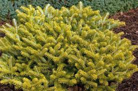 Golden Korean Fir Blinsham Gold