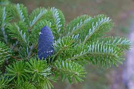 Korean Fir Blue Emperor