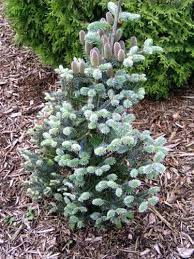 Korean Fir Blue Magic