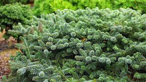 Korean Fir Bonsai Blue