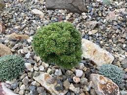 Korean Fir Dennis